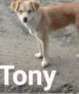 Tony