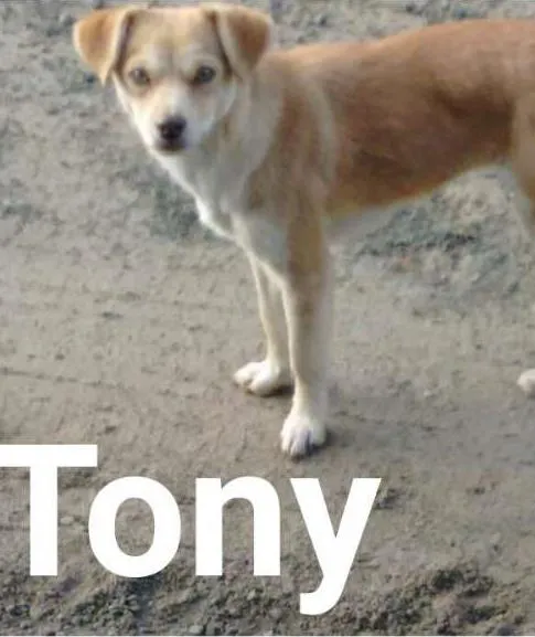 Cachorro ra a Vira Lata idade 2 anos nome Tony