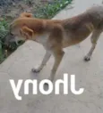 Jhony