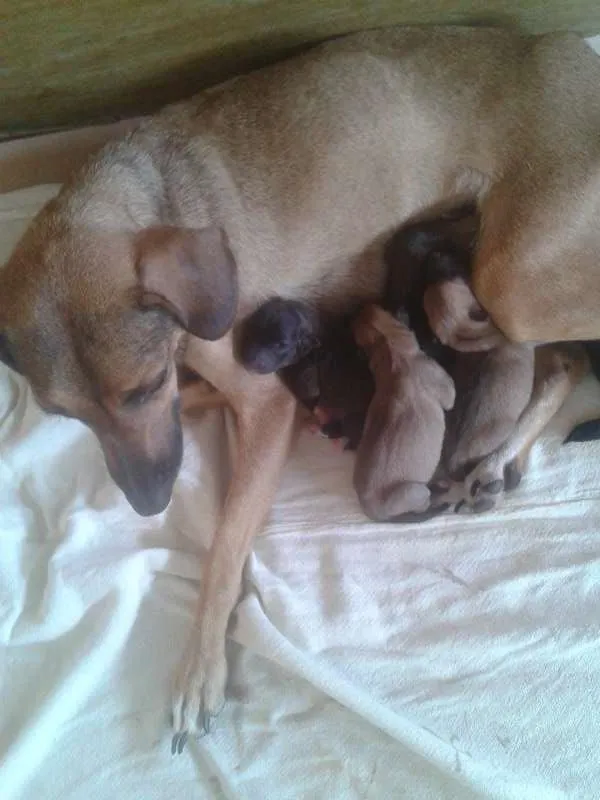 Cachorro ra a sem raça definida idade 2 a 6 meses nome filhotes