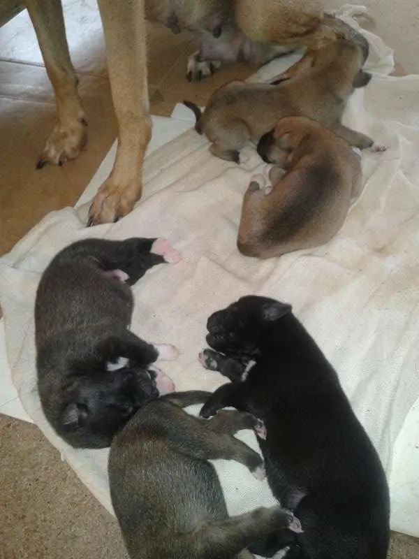Cachorro ra a sem raça definida idade 2 a 6 meses nome filhotes