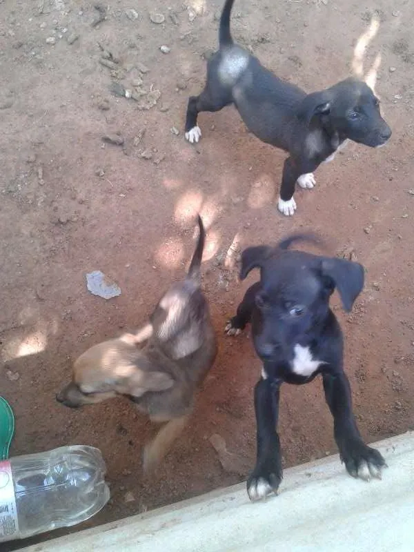 Cachorro ra a sem raça definida idade 2 a 6 meses nome filhotes