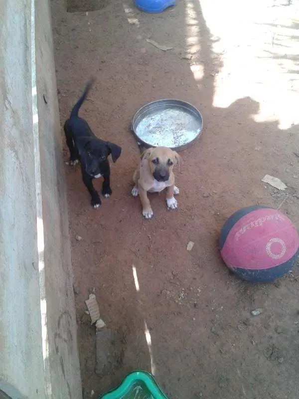 Cachorro ra a sem raça definida idade 2 a 6 meses nome filhotes