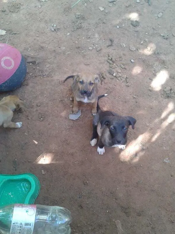Cachorro ra a sem raça definida idade 2 a 6 meses nome filhotes