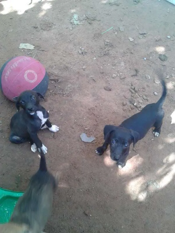 Cachorro ra a sem raça definida idade 2 a 6 meses nome filhotes