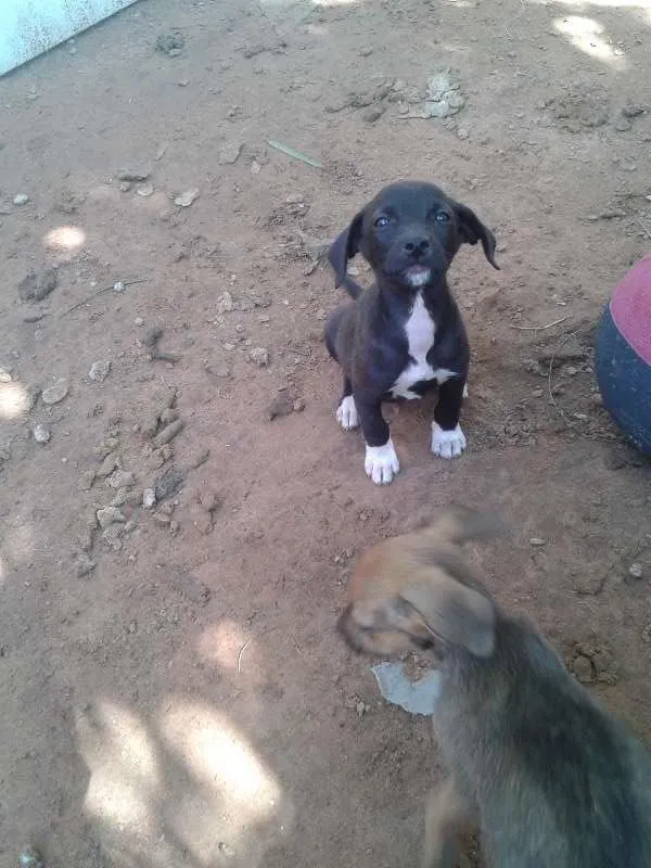 Cachorro ra a sem raça definida idade 2 a 6 meses nome filhotes