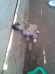 filhotes