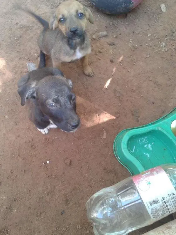 Cachorro ra a sem raça definida idade 2 a 6 meses nome filhotes