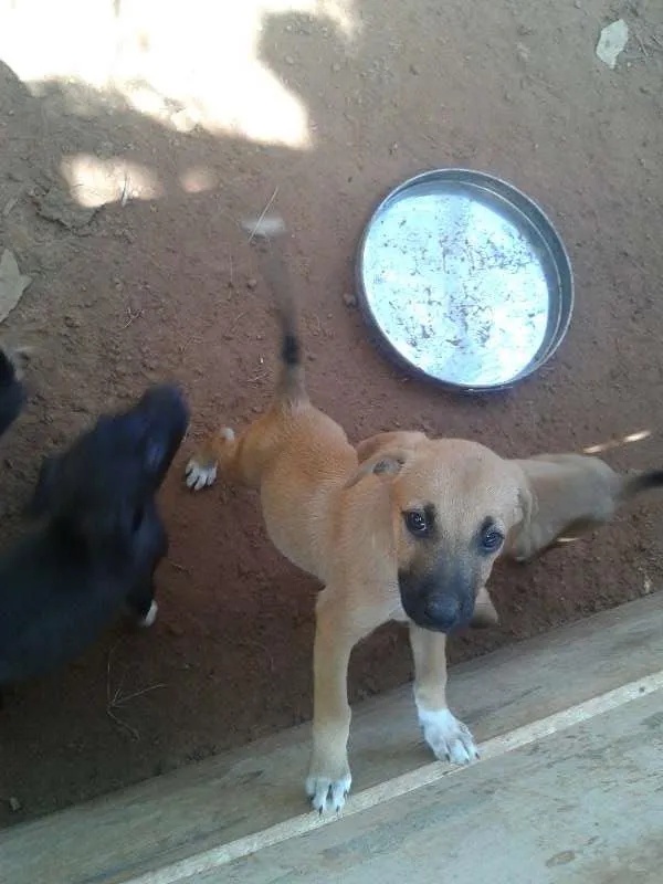 Cachorro ra a sem raça definida idade 2 a 6 meses nome filhotes