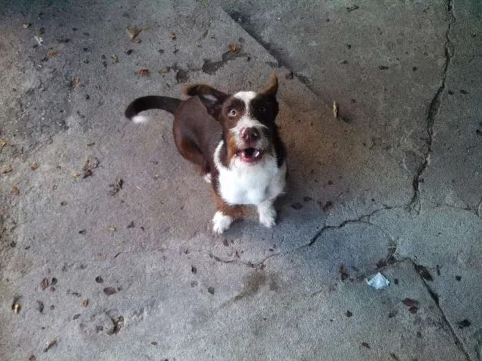 Cachorro ra a Vira lata com Fox Terrier idade 7 a 11 meses nome Velã