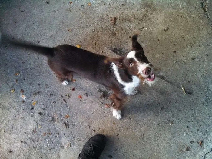 Cachorro ra a Vira lata com Fox Terrier idade 7 a 11 meses nome Velã