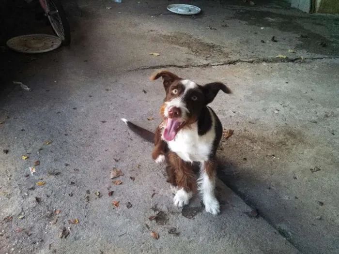 Cachorro ra a Vira lata com Fox Terrier idade 7 a 11 meses nome Velã
