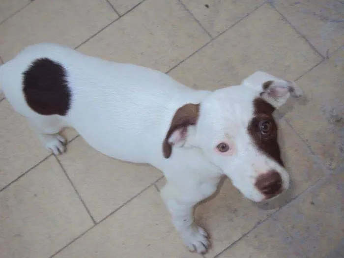 Cachorro ra a vira lata idade 4 anos nome Sandy