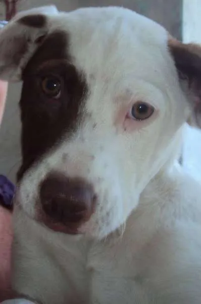 Cachorro ra a vira lata idade 4 anos nome Sandy