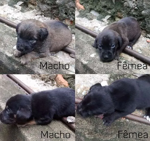 Cachorro raça SRD idade Abaixo de 2 meses nome Filhotes