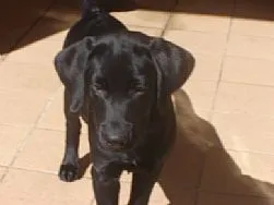 Cachorro ra a indefinida idade 2 a 6 meses nome não sei