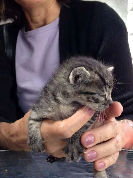 Gato ra a SRD idade Abaixo de 2 meses nome Léo