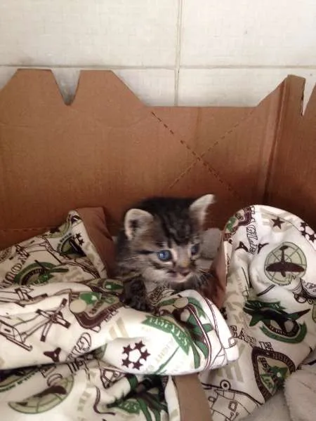 Gato ra a SRD idade Abaixo de 2 meses nome Léo