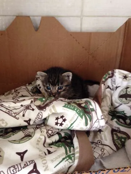 Gato ra a SRD idade Abaixo de 2 meses nome Léo