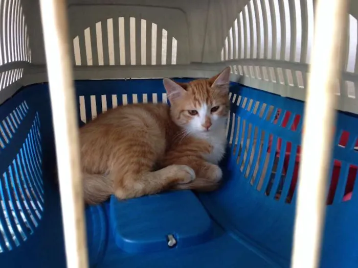 Gato ra a SRD idade 2 a 6 meses nome A definir