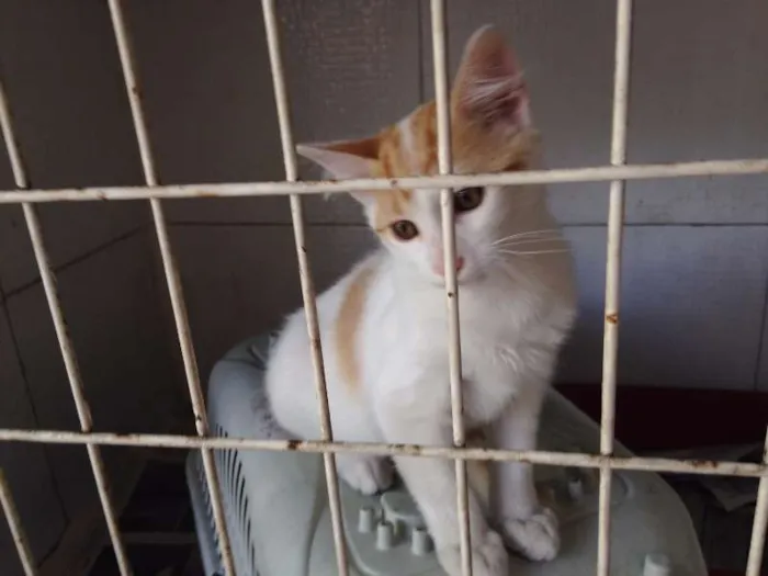 Gato ra a SRD idade 2 a 6 meses nome A definir