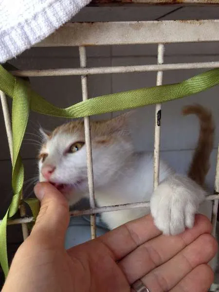 Gato ra a SRD idade 2 a 6 meses nome A definir