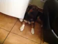 Paçoca