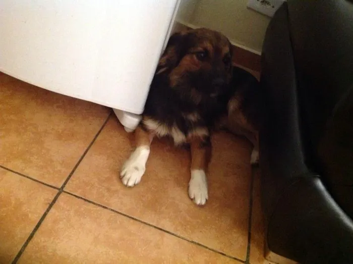 Cachorro ra a Sem raça definida idade 1 ano nome Paçoca