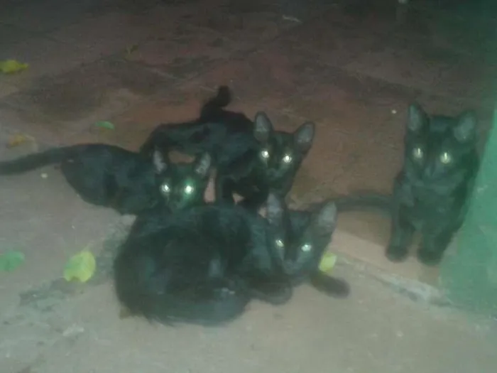 Gato ra a gatos negrinhos idade 2 a 6 meses nome Molocochos