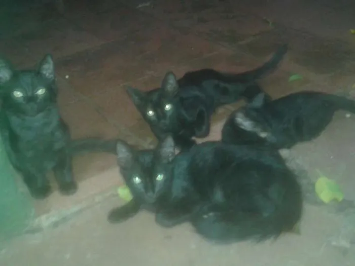 Gato ra a gatos negrinhos idade 2 a 6 meses nome Molocochos