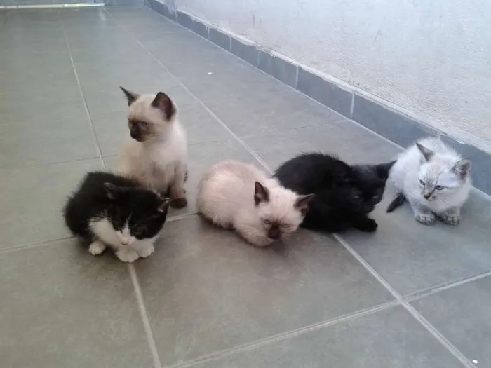 Gato ra a Siamês idade 2 a 6 meses nome Sem Nome