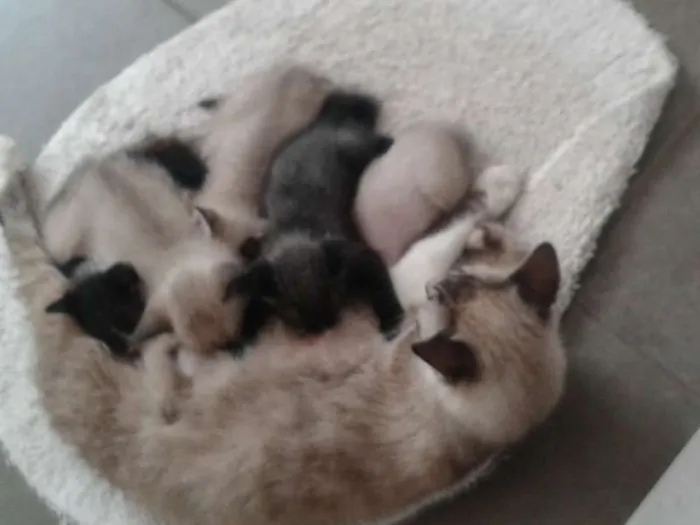Gato ra a Siamês idade 2 a 6 meses nome Sem Nome