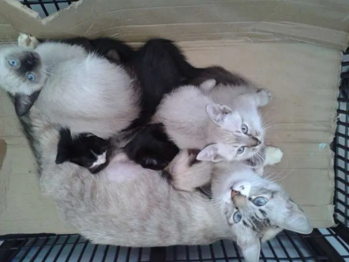 Gato ra a Siamês idade 2 a 6 meses nome Sem Nome