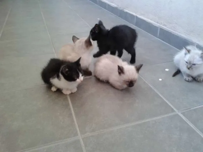 Gato ra a Siamês idade 2 a 6 meses nome Sem Nome