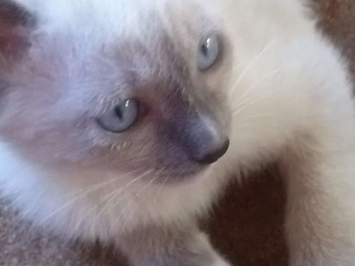 Gato ra a nenhuma idade 2 a 6 meses nome Gatinha