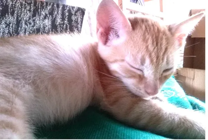 Gato ra a nenhuma idade 2 a 6 meses nome Gatinha