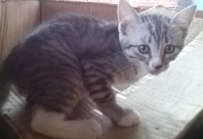 Gato ra a nenhuma idade 2 a 6 meses nome Gatinha
