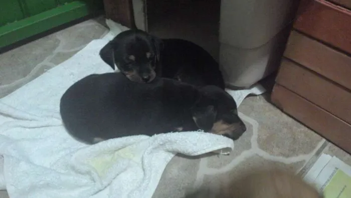 Cachorro ra a SRD idade Abaixo de 2 meses nome SEM NOME