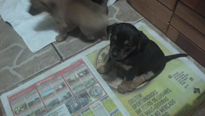 Cachorro ra a SRD idade Abaixo de 2 meses nome SEM NOME