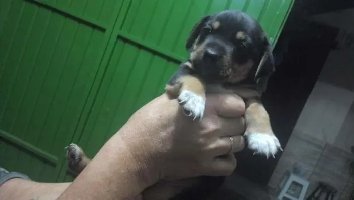 Cachorro ra a SRD idade Abaixo de 2 meses nome SEM NOME