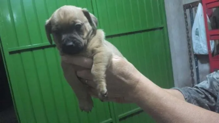 Cachorro ra a SRD idade Abaixo de 2 meses nome SEM NOME