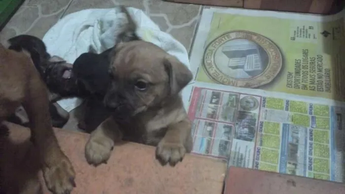 Cachorro ra a SRD idade Abaixo de 2 meses nome SEM NOME