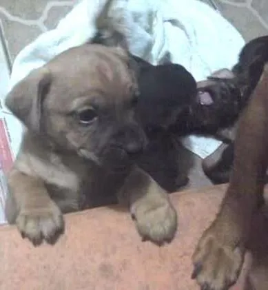 Cachorro ra a SRD idade Abaixo de 2 meses nome SEM NOME
