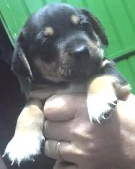Cachorro ra a SRD idade Abaixo de 2 meses nome SEM NOME