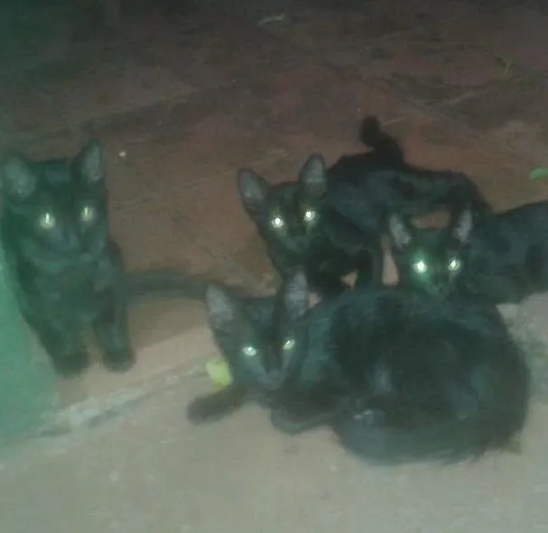 Gato ra a gatos negrinhos idade 2 a 6 meses nome Molocochos