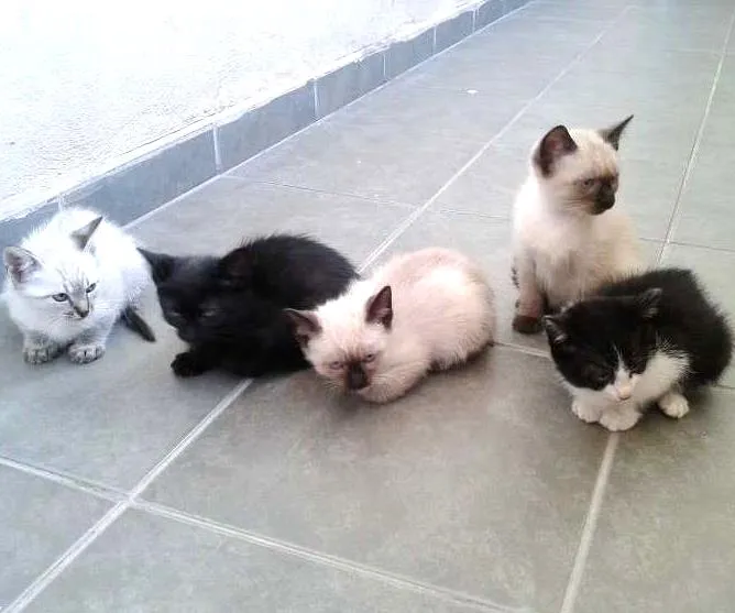 Gato ra a Siamês idade 2 a 6 meses nome Sem Nome