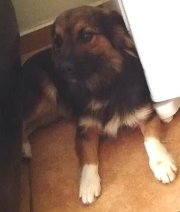 Cachorro ra a Sem raça definida idade 1 ano nome Paçoca