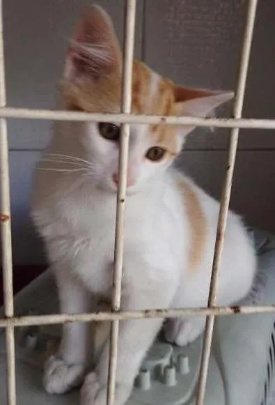 Gato ra a SRD idade 2 a 6 meses nome A definir
