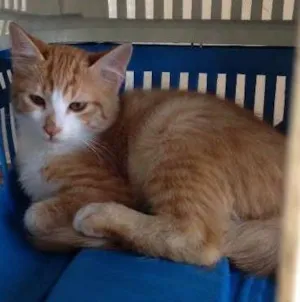 Gato raça SRD idade 2 a 6 meses nome A definir
