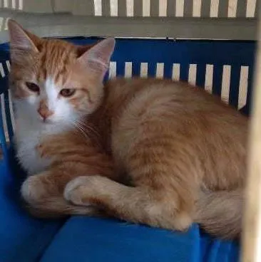 Gato ra a SRD idade 2 a 6 meses nome A definir